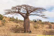 giant baobab